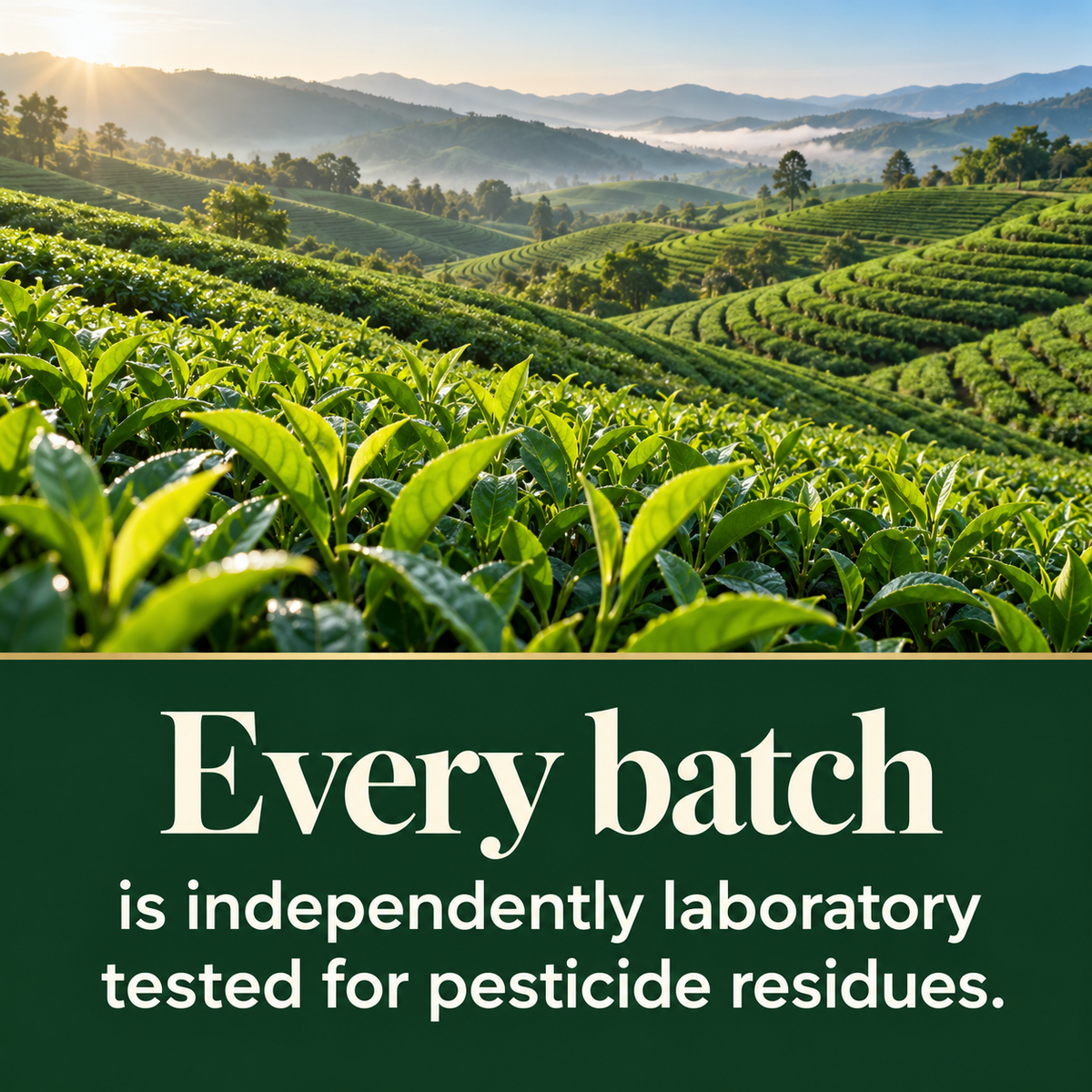 Ceremonial Matcha 200g x 5-Pack Bulk Supply 1kg – for Cafes & Smoothie Bars